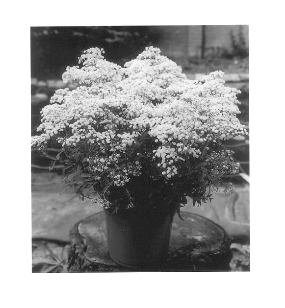 Figure 1 of US plant patent PP14506, the photograph of Summer Snow printed in the patent.