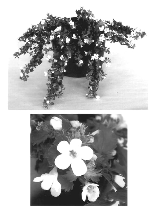 Figure 1 of US plant patent PP14507, the photograph of Gicomwhi-14 printed in the patent.