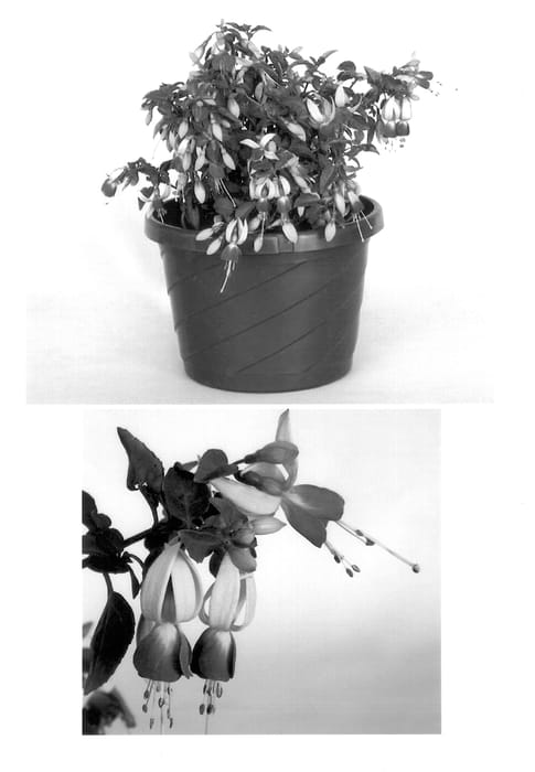 Figure 1 of US plant patent PP14508, the photograph of Goetzviol printed in the patent.