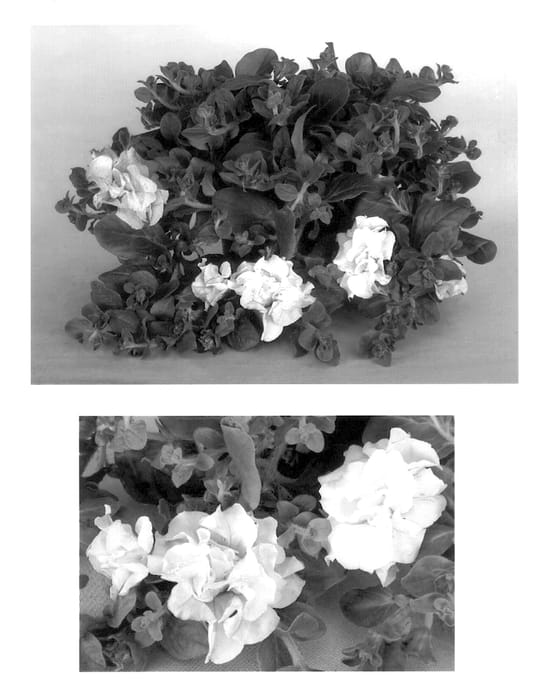 Figure 1 of US plant patent PP14509, the photograph of Condowhite printed in the patent.