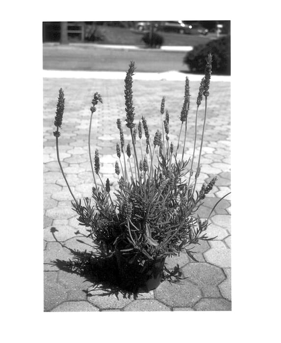 Figure 1 of US plant patent PP14510, the photograph of Lavden 123 printed in the patent.