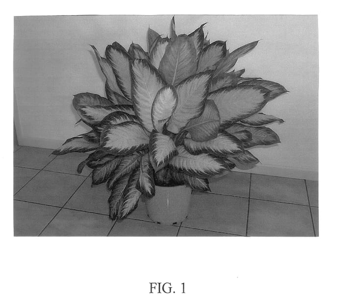 Figure 1 of US plant patent PP14511, the photograph of Nicole printed in the patent.