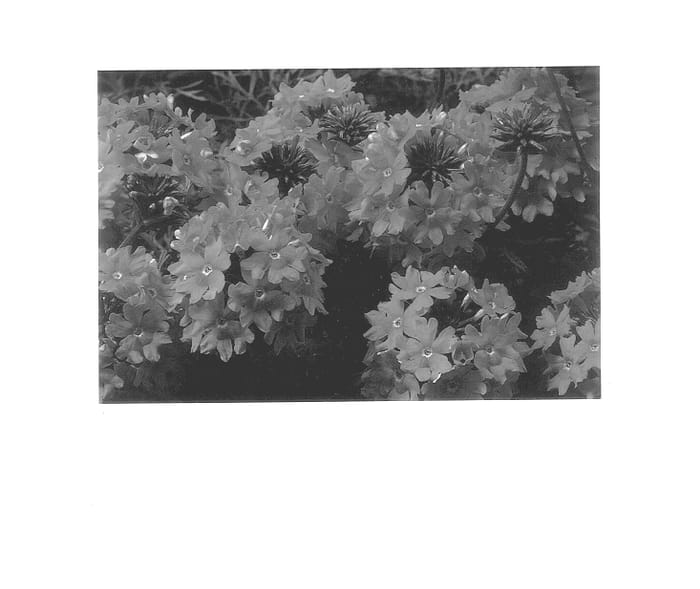 Figure 1 of US plant patent PP14512, the photograph of Rap Pink Two printed in the patent.