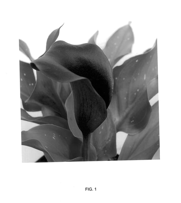 Figure 1 of US plant patent PP14513, the photograph of Pot Black printed in the patent.