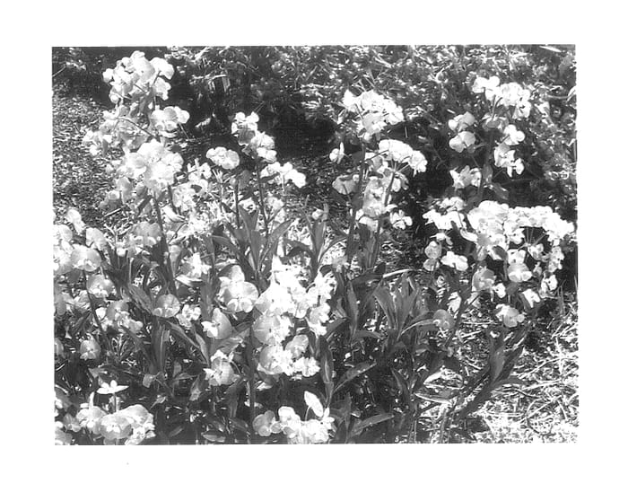 Figure 1 of US plant patent PP14514, the photograph of Golden Glory printed in the patent.