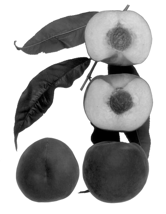 Figure 1 of US plant patent PP14515, the photograph of Sweet Shasta printed in the patent.