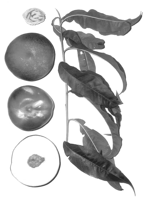 Figure 1 of US plant patent PP14516, the photograph of Burnectnine printed in the patent.