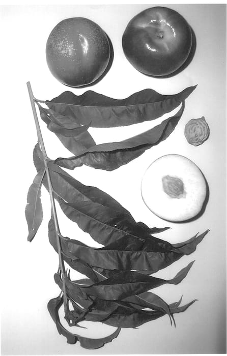 Figure 1 of US plant patent PP14517, the photograph of Burnectthirteen printed in the patent.