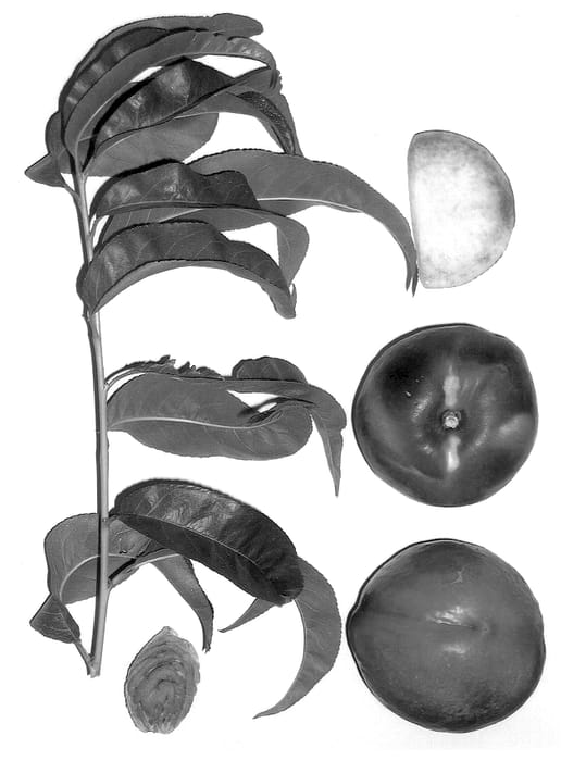 Figure 1 of US plant patent PP14518, the photograph of Burnectsix printed in the patent.