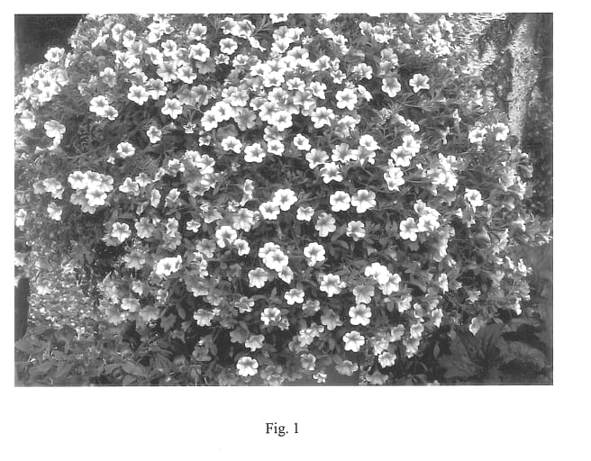Figure 1 of US plant patent PP14519, the photograph of Sumcali 01 printed in the patent.