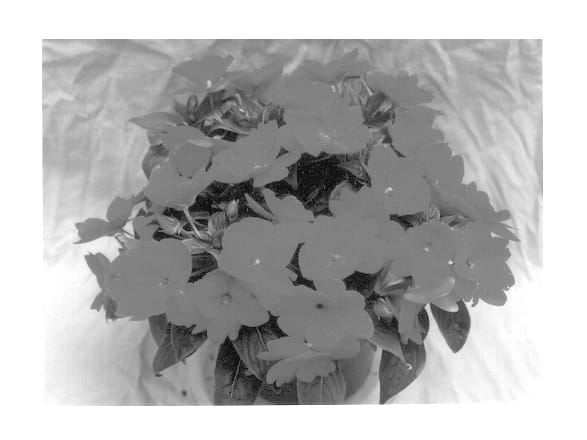 Figure 1 of US plant patent PP14520, the photograph of Ovation Cherry Rose printed in the patent.