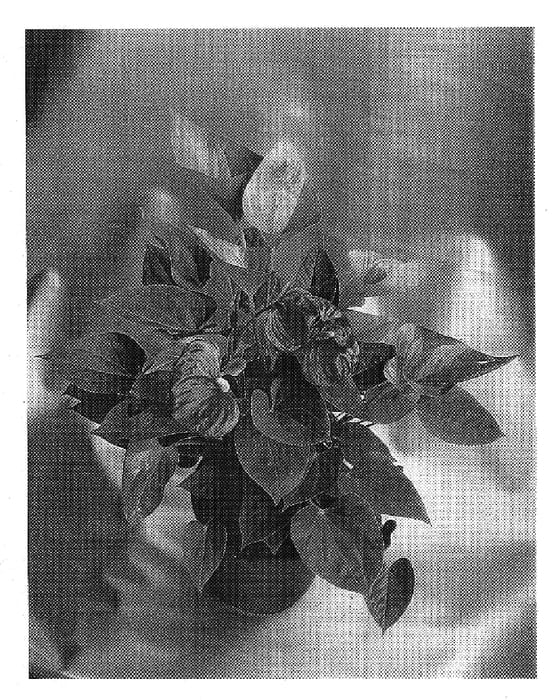Figure 1 of US plant patent PP14521, the photograph of Baby Smile printed in the patent.