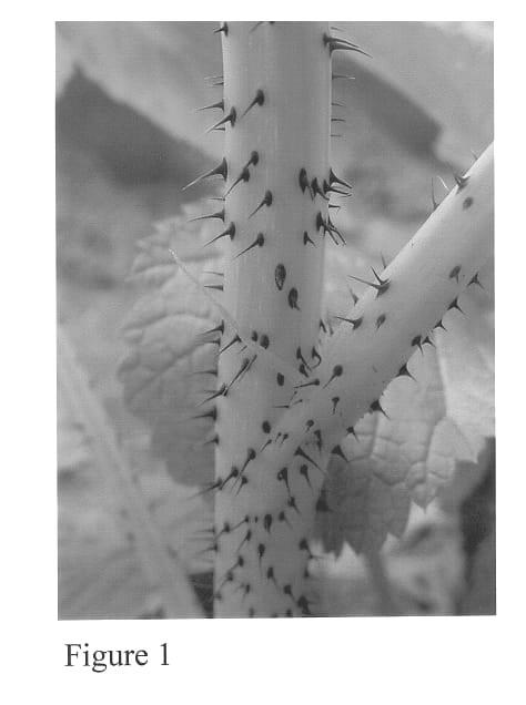 Figure 1 of US plant patent PP14522, the photograph of WSU 1090 printed in the patent.