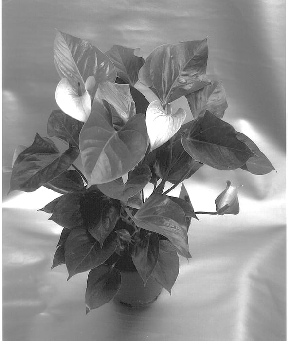 Figure 1 of US plant patent PP14523, the photograph of 1999-22 printed in the patent.