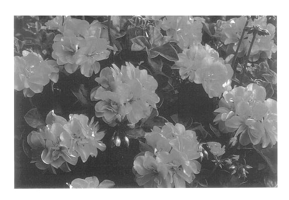 Figure 1 of US plant patent PP14524, the photograph of Free Pink Two printed in the patent.