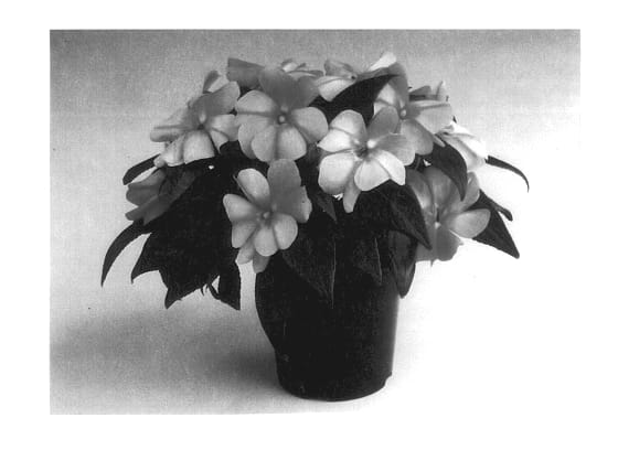 Figure 1 of US plant patent PP14525, the photograph of Balcebapst printed in the patent.