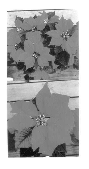 Figure 1 of US plant patent PP14526, the photograph of Ted's Red printed in the patent.