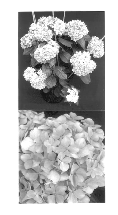 Figure 1 of US plant patent PP14527, the photograph of Big Daddy printed in the patent.
