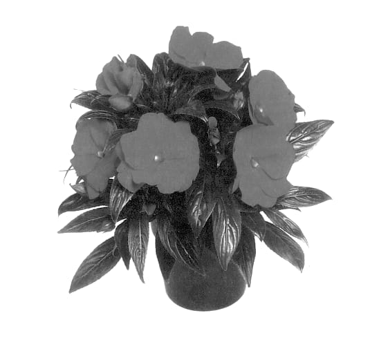 Figure 1 of US plant patent PP14528, the photograph of Balcebgrapi printed in the patent.
