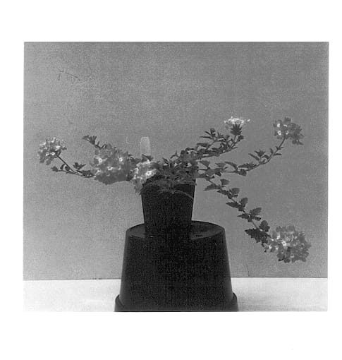 Figure 1 of US plant patent PP14529, the photograph of Balazpink printed in the patent.