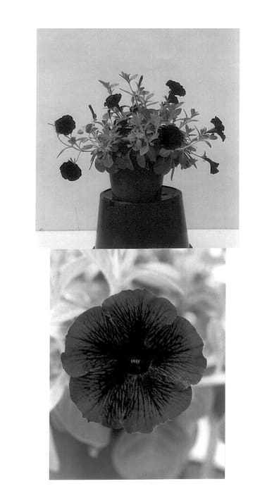 Figure 1 of US plant patent PP14530, the photograph of Balsundeum printed in the patent.