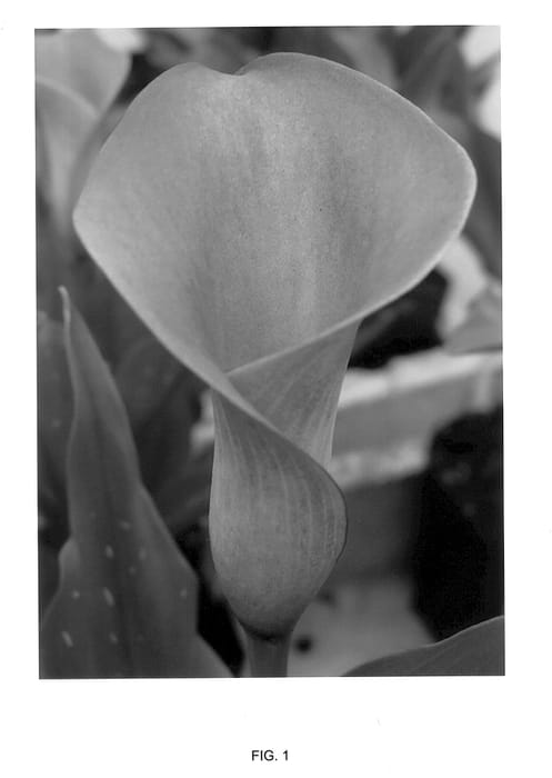 Figure 1 of US plant patent PP14531, the photograph of Pink Pot printed in the patent.