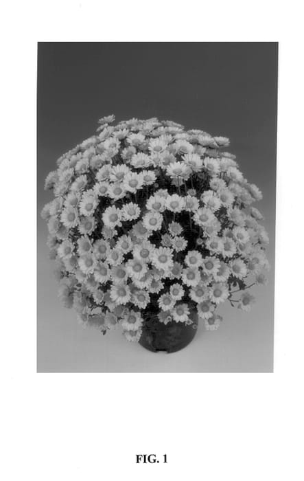 Figure 1 of US plant patent PP14532, the photograph of Juno printed in the patent.