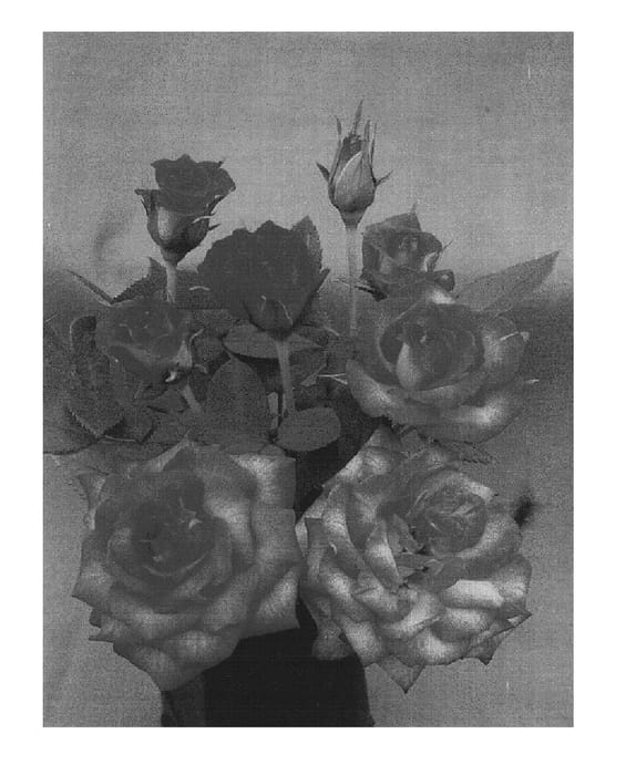 Figure 1 of US plant patent PP14533, the photograph of Benhile printed in the patent.