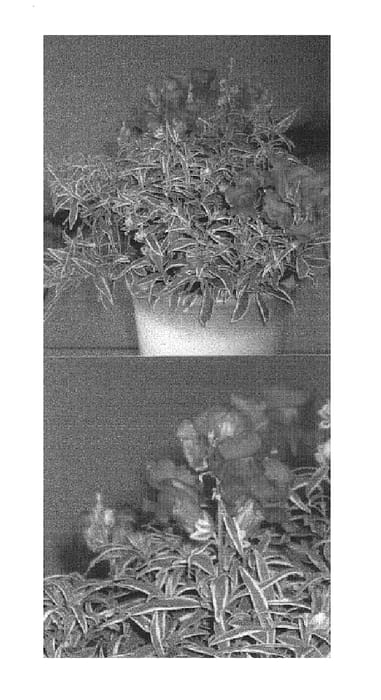Figure 1 of US plant patent PP14534, the photograph of Dela 1 printed in the patent.