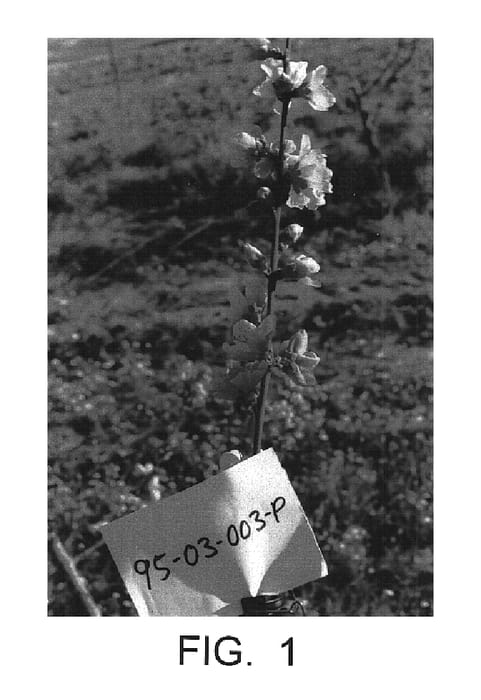 Figure 1 of US plant patent PP14535, the photograph of Plapiomel printed in the patent.
