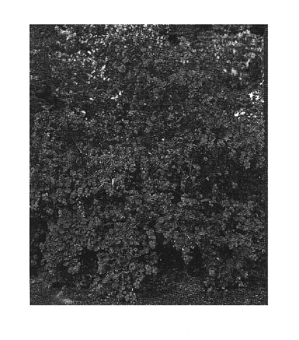 Figure 1 of US plant patent PP14536, the photograph of Ariso printed in the patent.