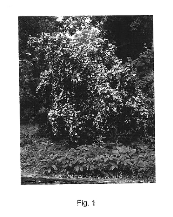 Figure 1 of US plant patent PP14537, the photograph of Elsbry printed in the patent.
