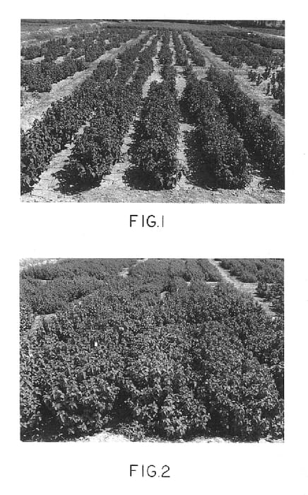 Figure 1 of US plant patent PP14538, the photograph of Sambhav printed in the patent.