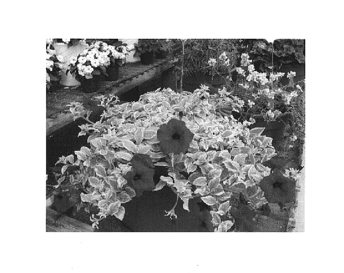 Figure 1 of US plant patent PP14539, the photograph of Horpuva printed in the patent.