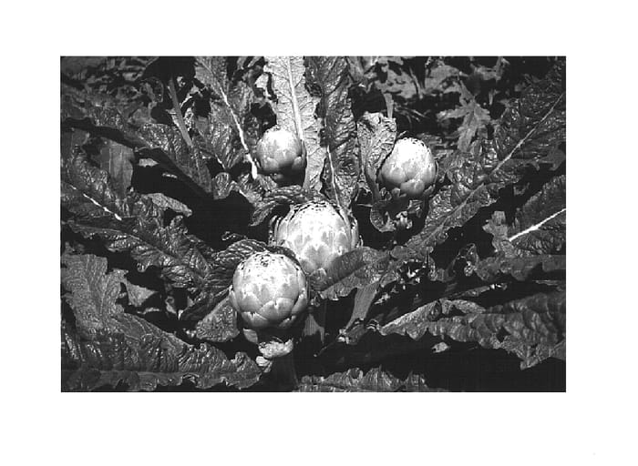 Figure 1 of US plant patent PP14540, the photograph of PS-MSC0006 printed in the patent.