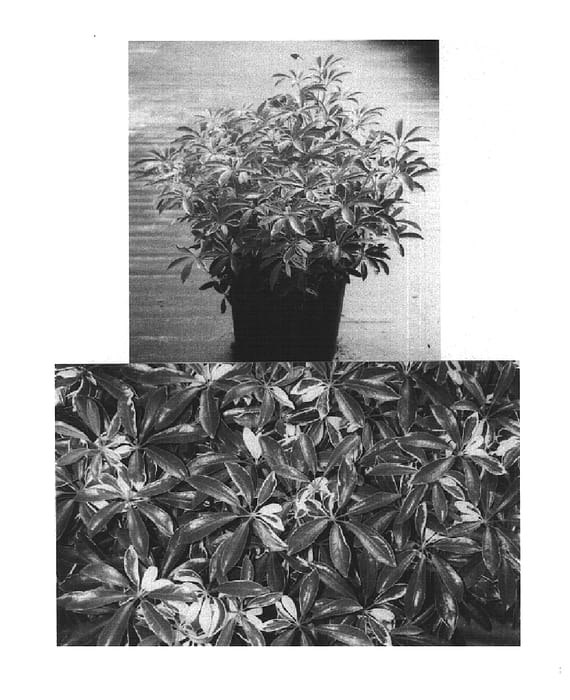 Figure 1 of US plant patent PP14541, the photograph of PVN III printed in the patent.