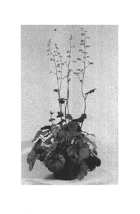 Figure 1 of US plant patent PP14542, the photograph of Swirling Fantasy printed in the patent.