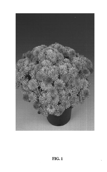 Figure 1 of US plant patent PP14543, the photograph of Luna printed in the patent.