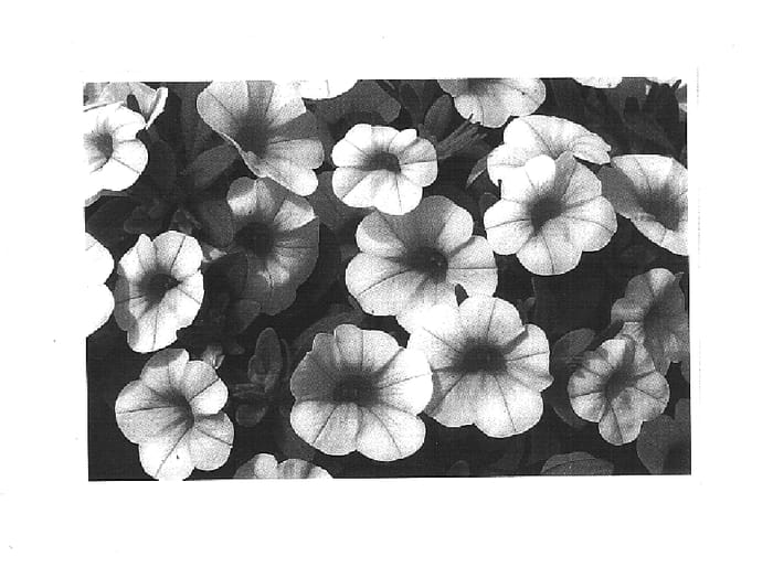 Figure 1 of US plant patent PP14544, the photograph of Cal Ivory printed in the patent.