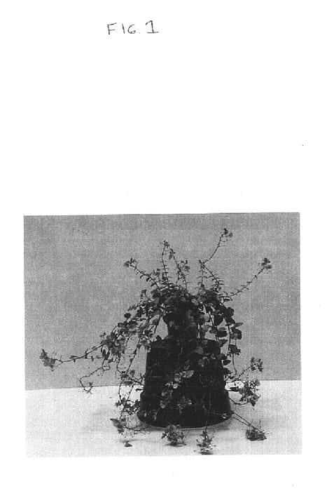 Figure 1 of US plant patent PP14545, the photograph of Balwhislapi printed in the patent.