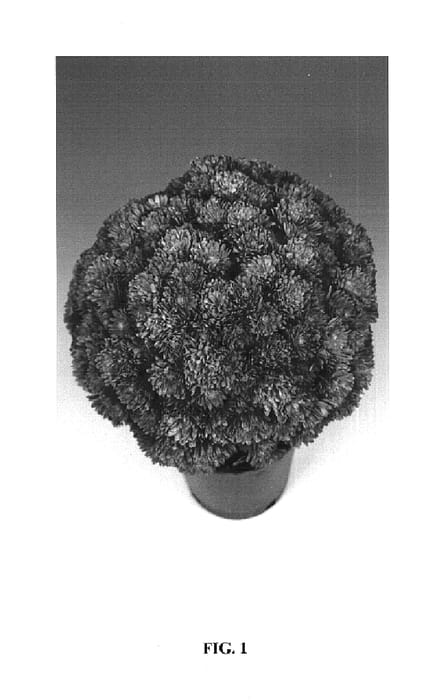 Figure 1 of US plant patent PP14546, the photograph of Amata printed in the patent.