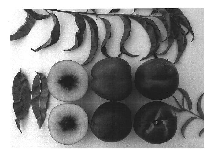 Figure 1 of US plant patent PP14547, the photograph of Bright Sweet printed in the patent.