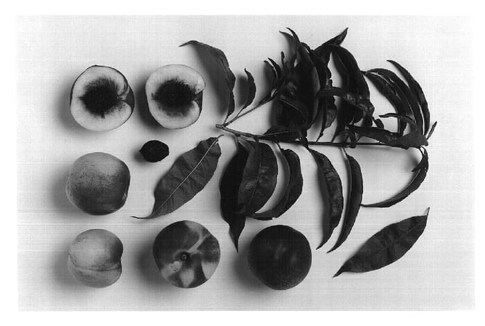 Figure 1 of US plant patent PP14548, the photograph of White Dragon printed in the patent.