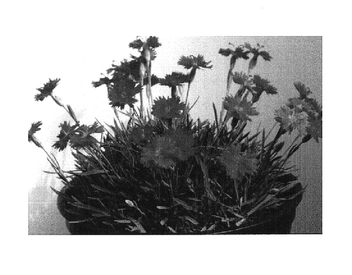 Figure 1 of US plant patent PP14549, the photograph of Neon Star printed in the patent.