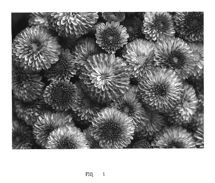 Figure 1 of US plant patent PP14550, the photograph of Moza Lot 01 printed in the patent.