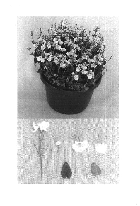 Figure 1 of US plant patent PP14551, the photograph of Blushwpr printed in the patent.