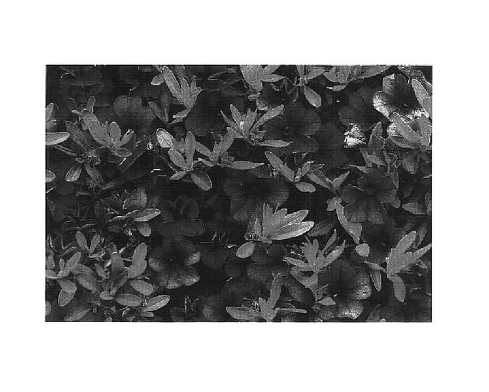 Figure 1 of US plant patent PP14552, the photograph of Cal Darblu printed in the patent.