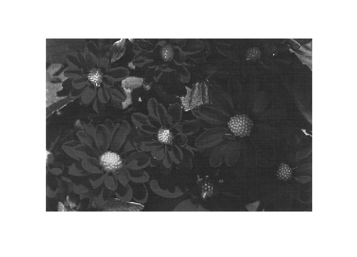 Figure 1 of US plant patent PP14553, the photograph of Dada Scarlet printed in the patent.
