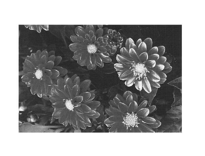 Figure 1 of US plant patent PP14554, the photograph of Dada Orange printed in the patent.