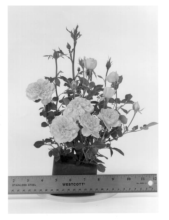 Figure 1 of US plant patent PP14555, the photograph of Wekyegi printed in the patent.